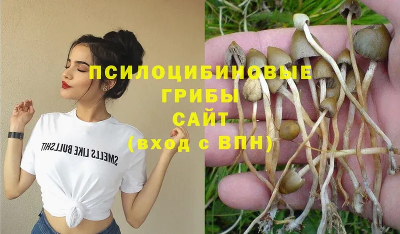 купить   Пермь  Галлюциногенные грибы Psilocybine cubensis 